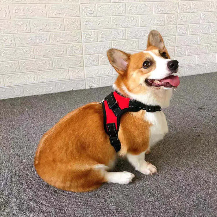 Small Dog Vest with Rope Chest and Back Design